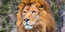 凛々しい表情のライオン
